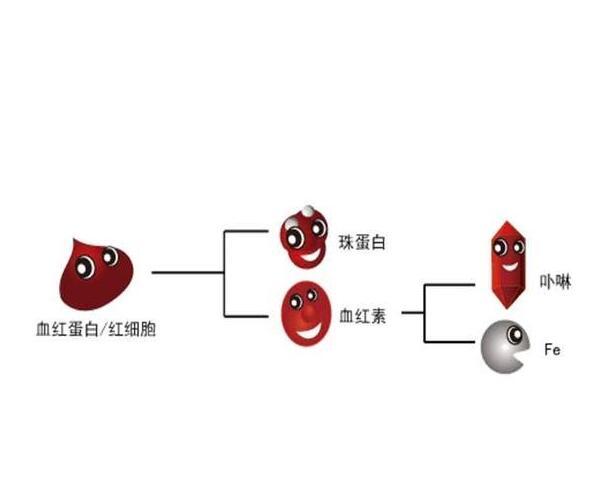 血红蛋白低于801个方子坚持1个月成功提高血红蛋白