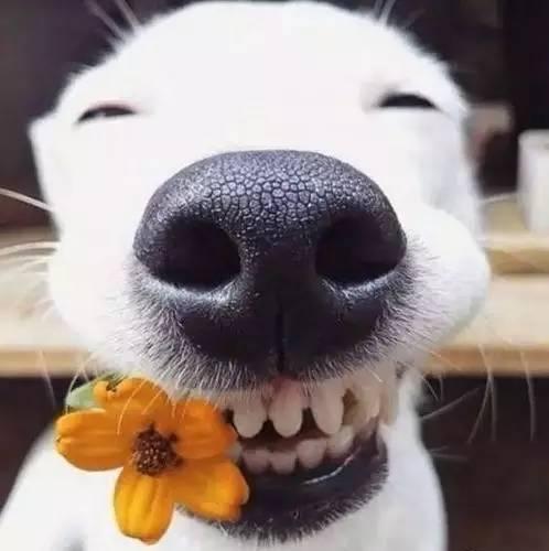 你笑起来真好看