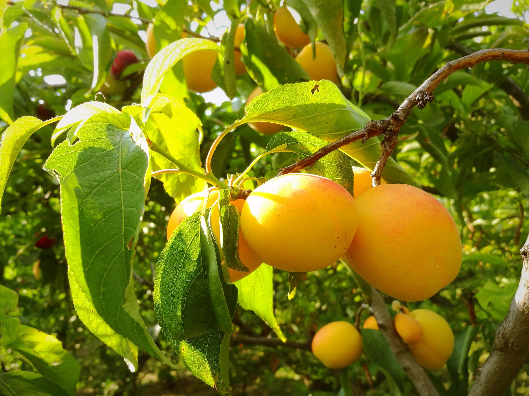 果子熟了阳光下晶莹剔透