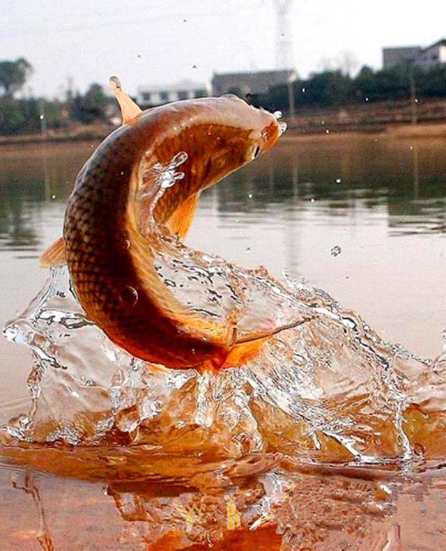 童年趣事——王爷爷的摆渡以及愿者上钩的鱼|趣事|鲤鱼|竹竿_新浪新闻