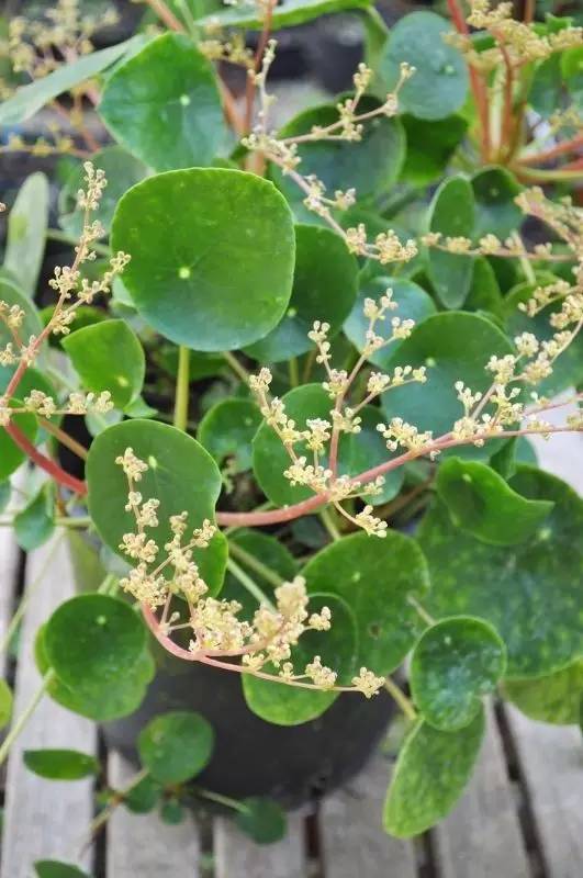 1,镜面草