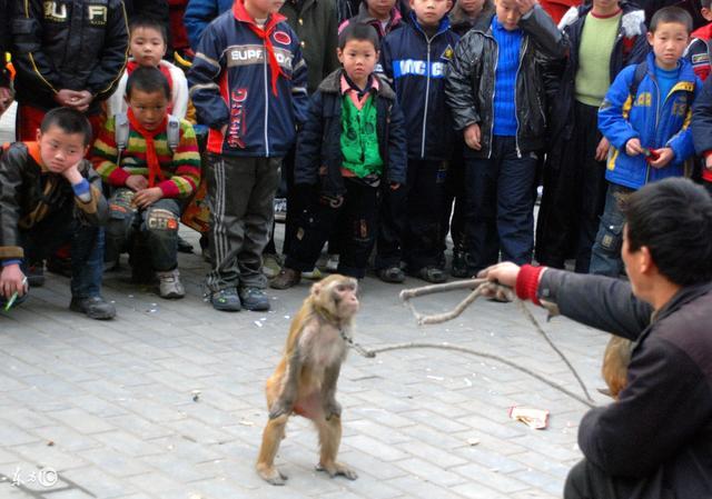 猴子学会了用打火机,第一件事就是要烧死猴主人