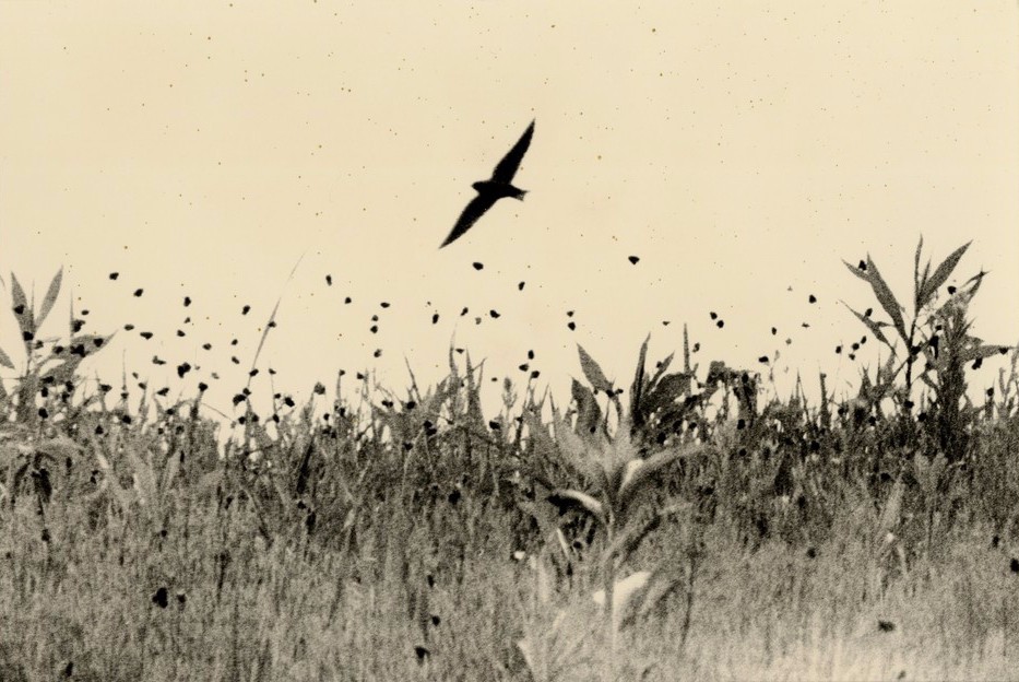 山本昌南的诗意世界