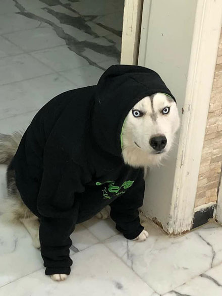 同样是穿衣服,有的二哈萌死人,然而有的却|衣服|死人|哈士奇_新浪新闻