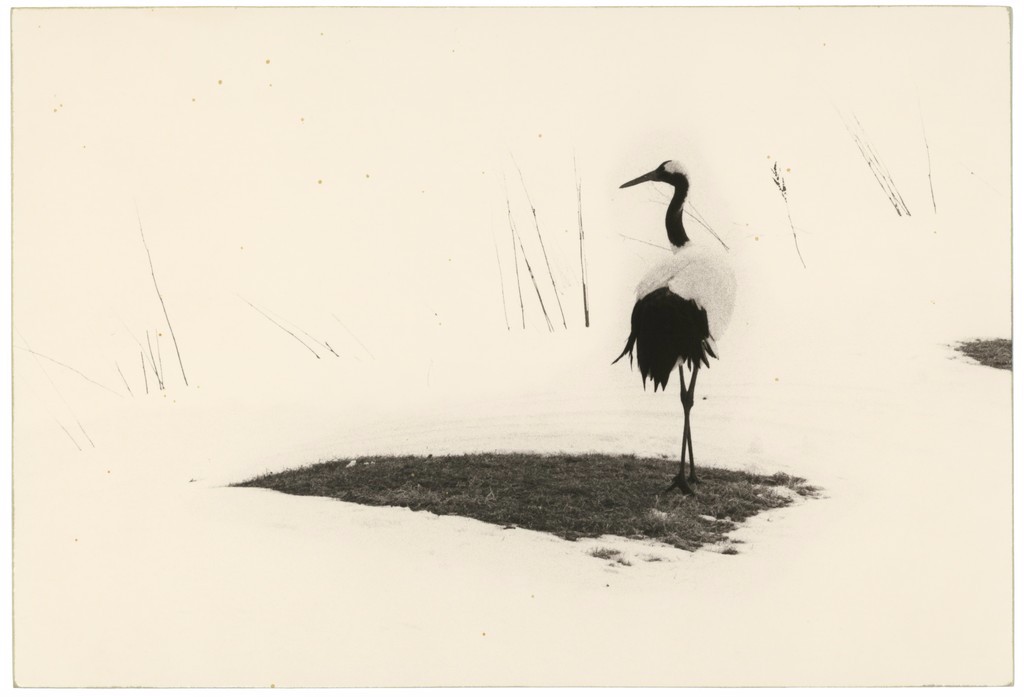 山本昌南的诗意世界