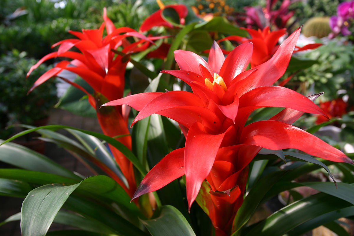 鸿运当头叶子卷叶,眼看要干枯,导致这些问题的