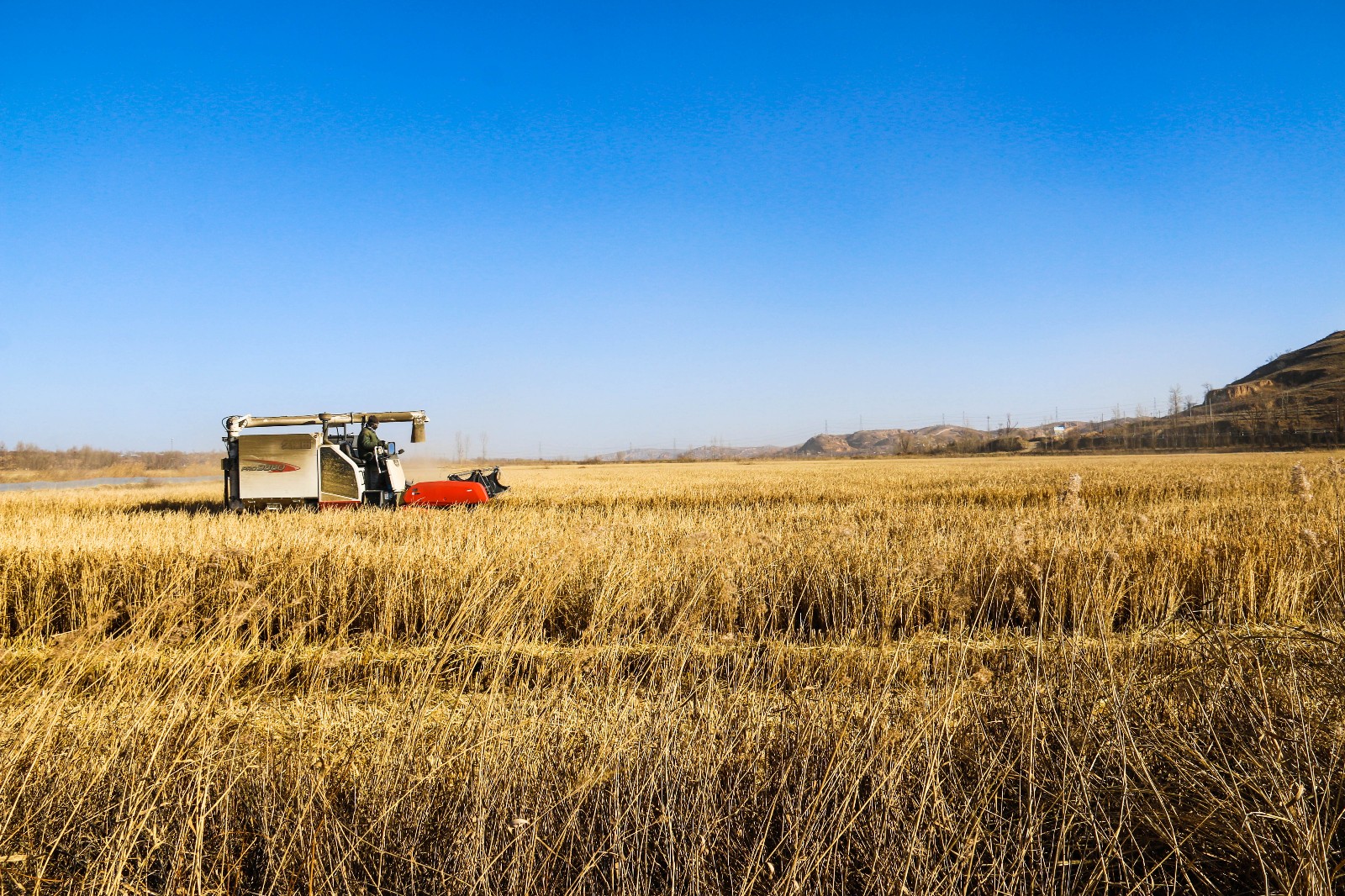 榆林横山区水稻喜获丰收 农民增产增收