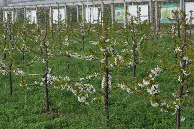 梨树网站建设 新浪网
