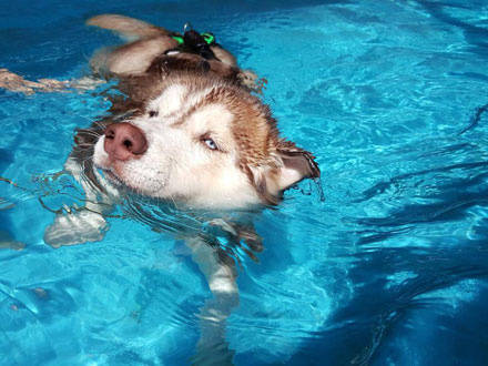 铲屎的竟然让二哈学游泳,二哈的表情笑喷铲屎官!|表情|竟然|游泳_新浪