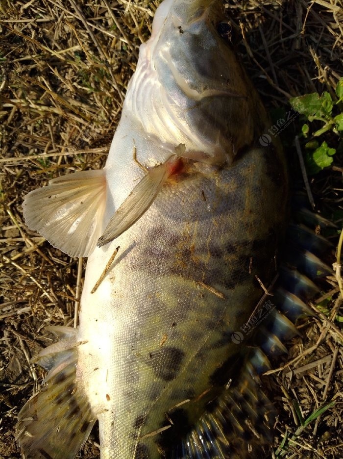 第一次钓到这货,这野生的桂鱼也不知道好吃不好吃?