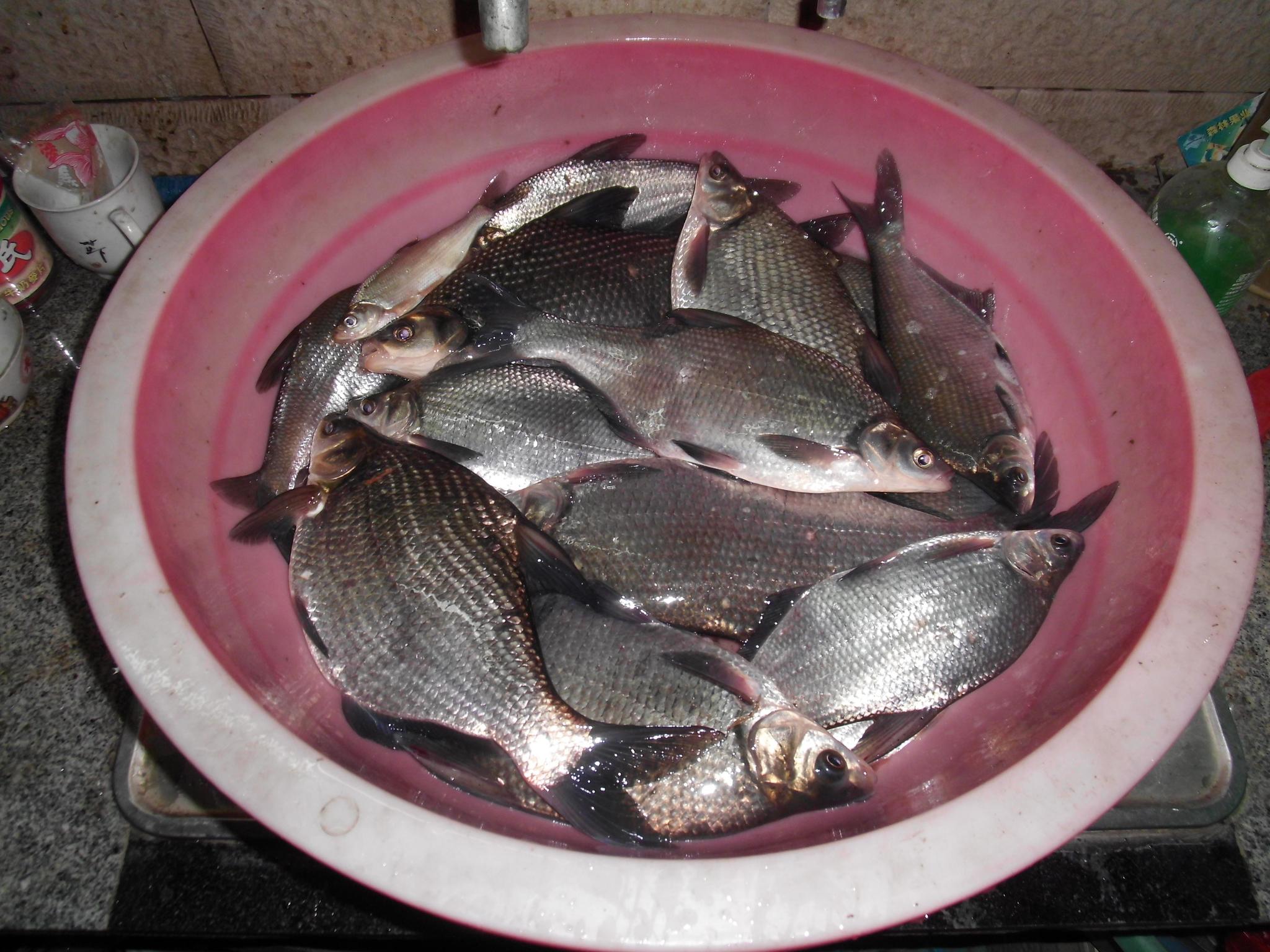 鳊鱼在我们当地为鱼中之"王"不但好吃而且好钓