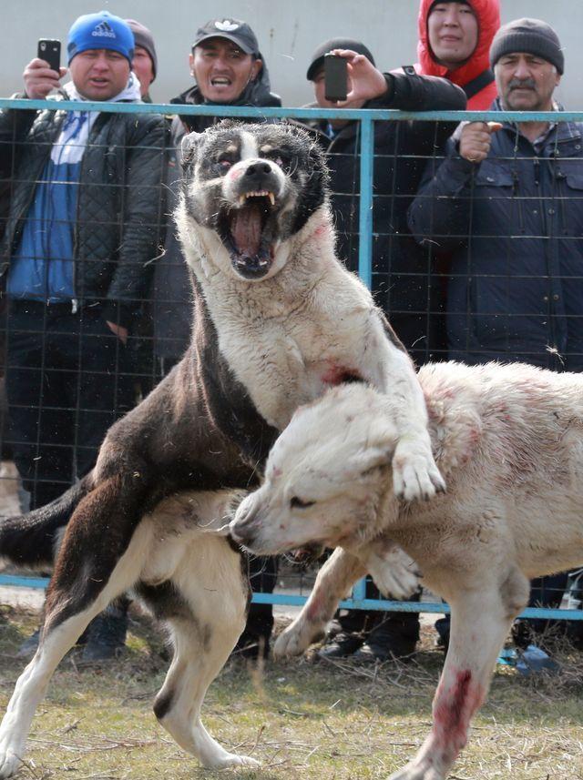 直击斗狗现场狗狗们鲜血淋漓它们真的是太可怜了