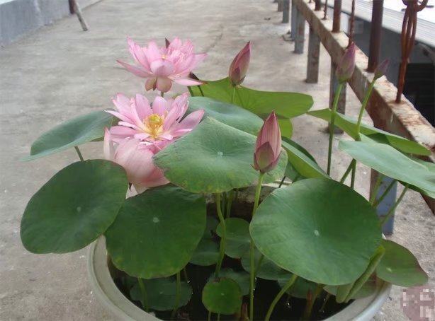 在阳台上盆栽一碗碗莲花,一个碗,一个种子,不用管都爆盆开花|莲花|盆