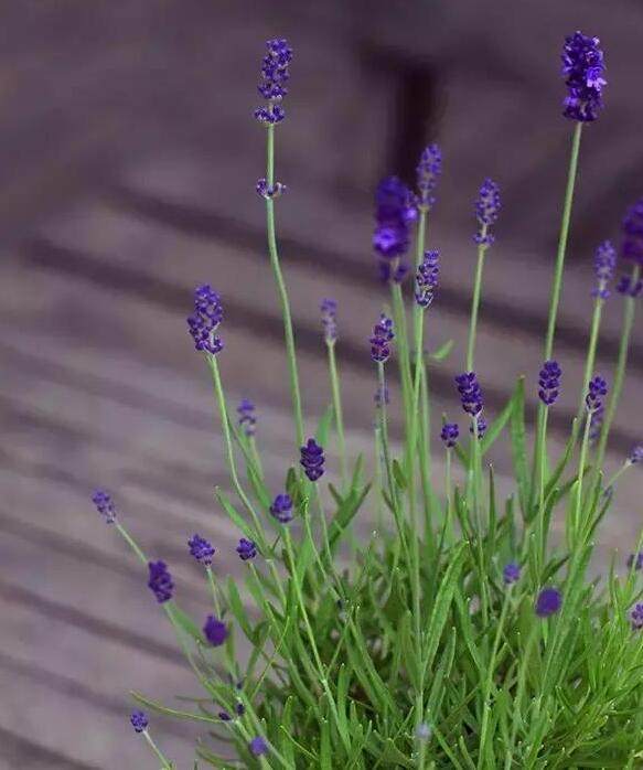 熊孩子在公园随手折一根枝,回到家后就养成超美薰衣草!