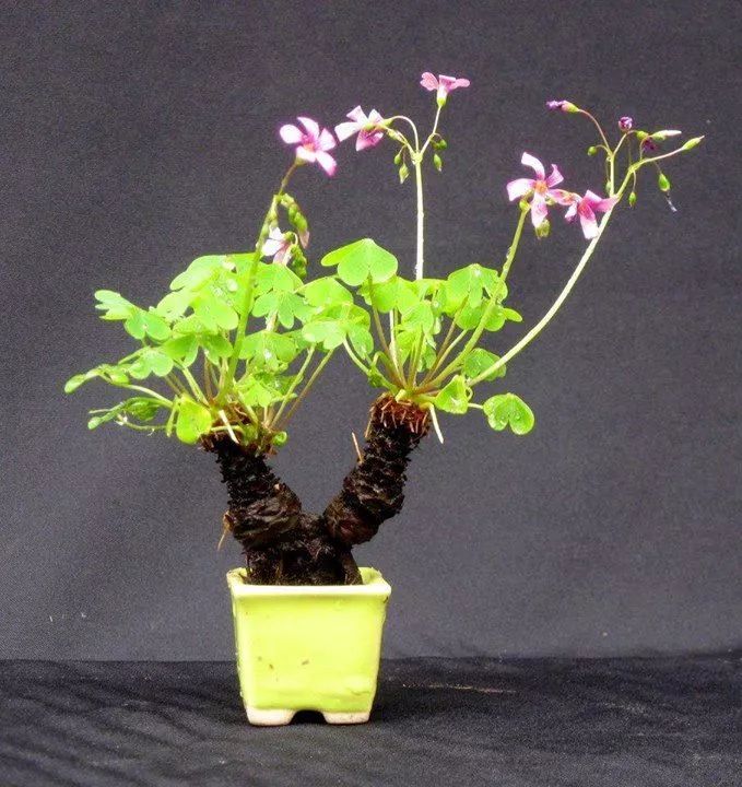 的块茎酢浆草,是一种天生就属于老桩的品种,非常适合用来养成盆景植物