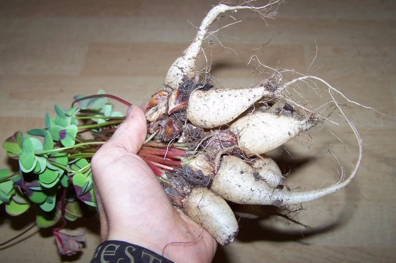 酢浆草秋冬季节养护指南,块茎不冻死就能活