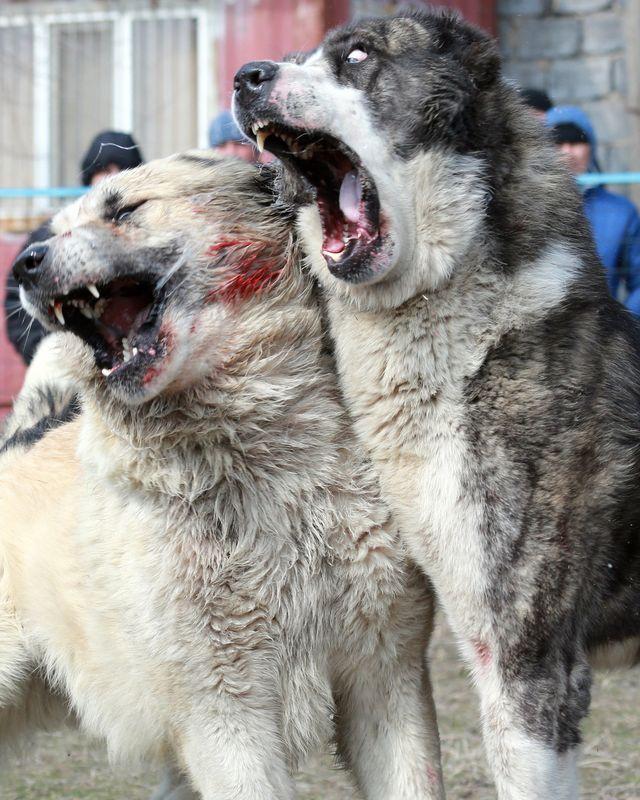 直击斗狗现场狗狗们鲜血淋漓它们真的是太可怜了