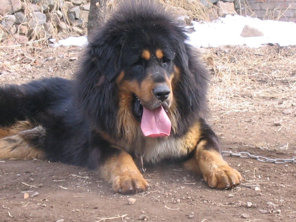 邻居是一个藏獒爱好者,前段时间夫妻出门办事,晚上就出事了