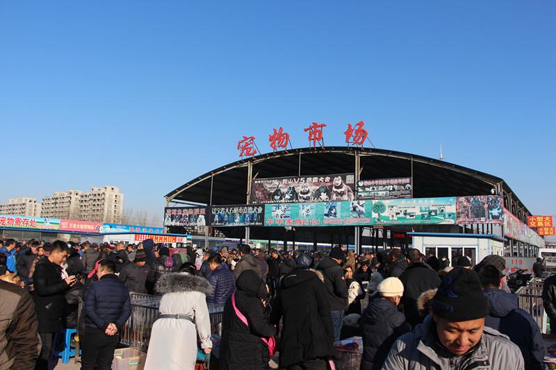 辽宁鞍山:5万元飙升至30万 狗市两年历经大起大落__财经头条