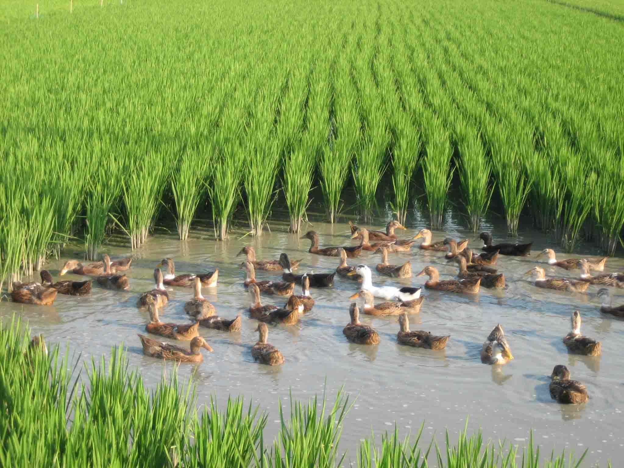 包括稻田养鱼,稻田鸭,林下养鸡,桑基鱼立体农业塘等.