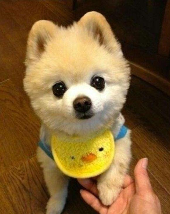 世界上第一萌的狗图片