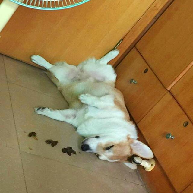 搞笑时分我感觉已经四肢无力不能呼吸了