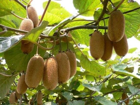 野冬瓜,其实就是野生猕猴桃,摘回家,放米糠里里捂上一个星期,拿出来