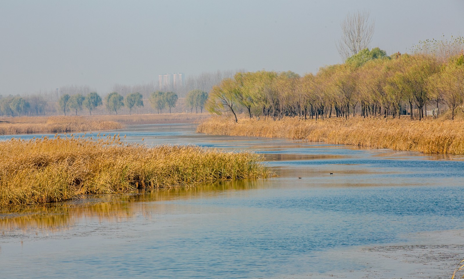 天鹅的栖息地——济南龙湖湿地