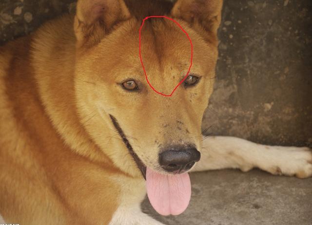 为什么土狗头上有一道痕?网友纷纷给出看法,我就服最后一个
