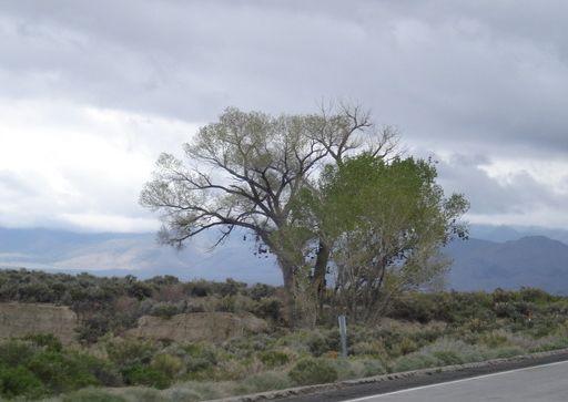 美国一公路边树上挂满鞋子被称"鞋树",背后有浪漫故事