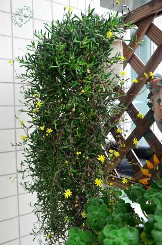 多肉成员,不过更喜欢它黄花新月这个名字,起的多贴切!