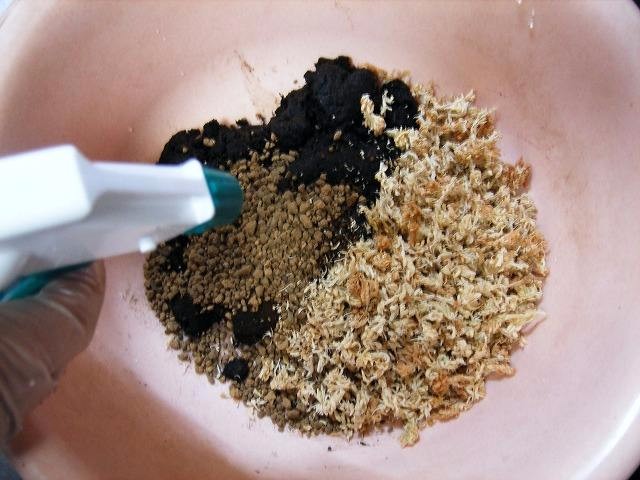 自制园艺新宠苔玉球小盆栽 不要花盆也能在室内栽种花草