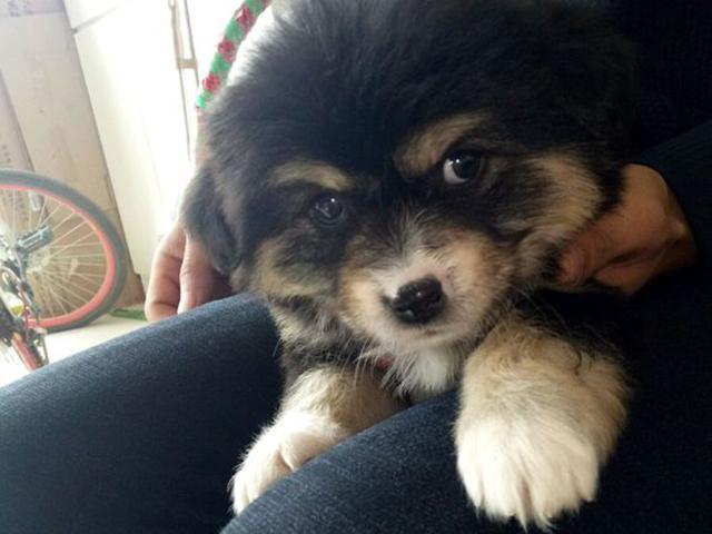 花200买的藏獒,带回家被全村人嘲笑,邻居一语都闭嘴了