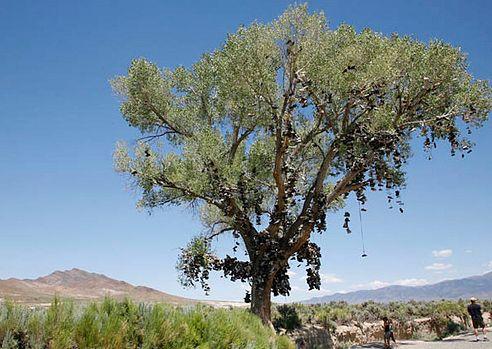 美国一公路边树上挂满鞋子被称"鞋树",背后有浪漫故事