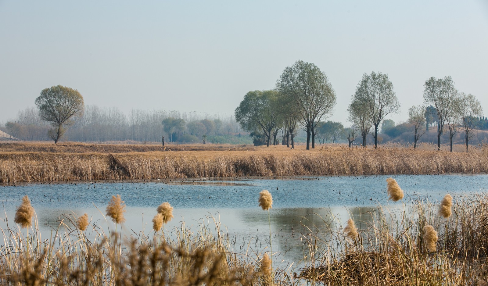 天鹅的栖息地——济南龙湖湿地