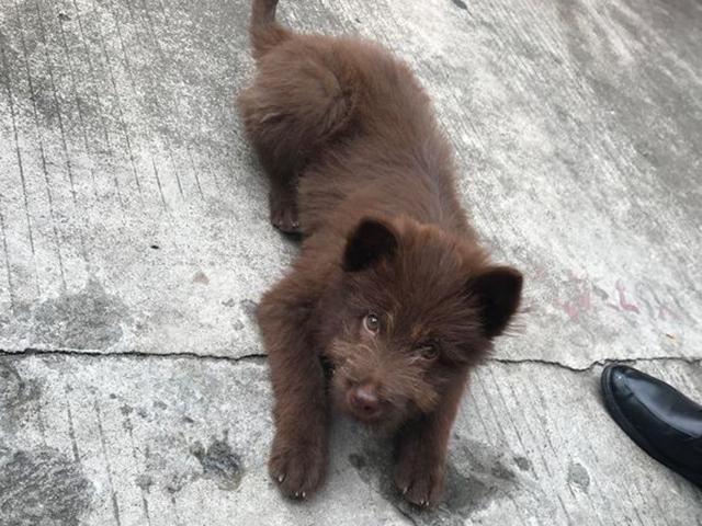 家里跑进一只小土狗,爷爷见后赶紧关门,走大运了