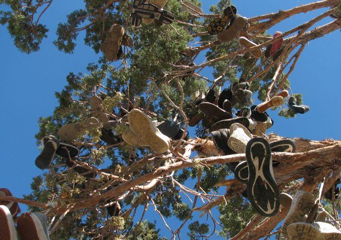 美国一公路边树上挂满鞋子被称"鞋树",背后有浪漫故事