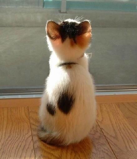 小奶猫|小猫咪|背影_新浪新闻