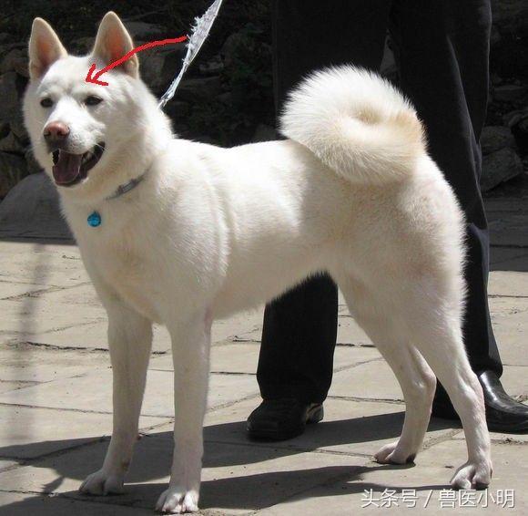 每一只中华田园犬脑门中心都有一道痕,你知道是为什么吗?