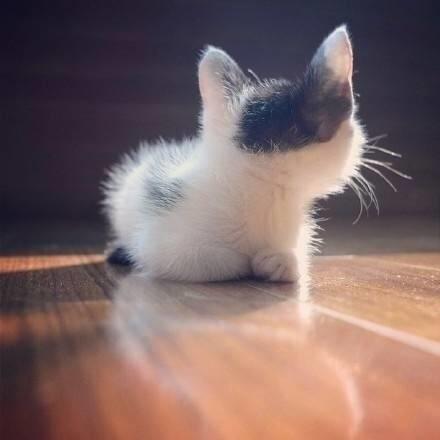 小奶猫|小猫咪|背影_新浪新闻