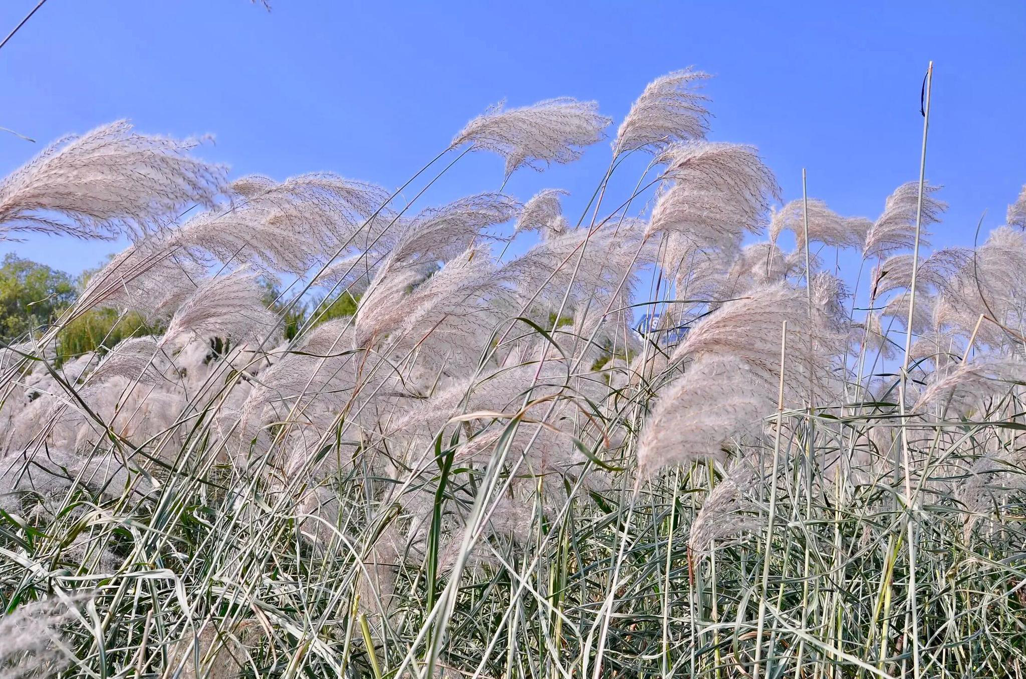 荻花枫叶荻花秋瑟瑟
