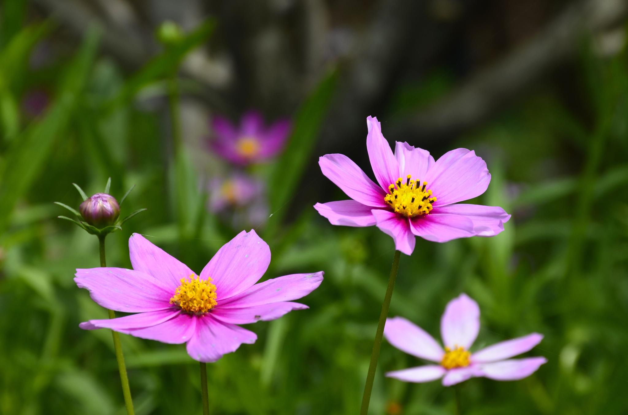 萍水湖湿地公园盛开的格桑花儿