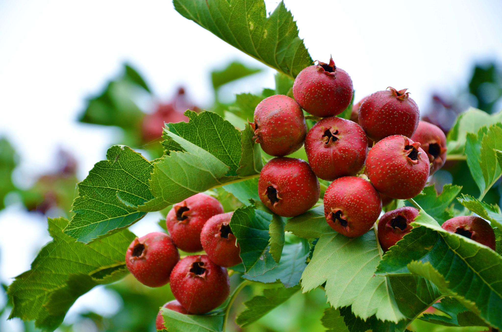 山楂果,原创拍摄_高清图集_新浪网