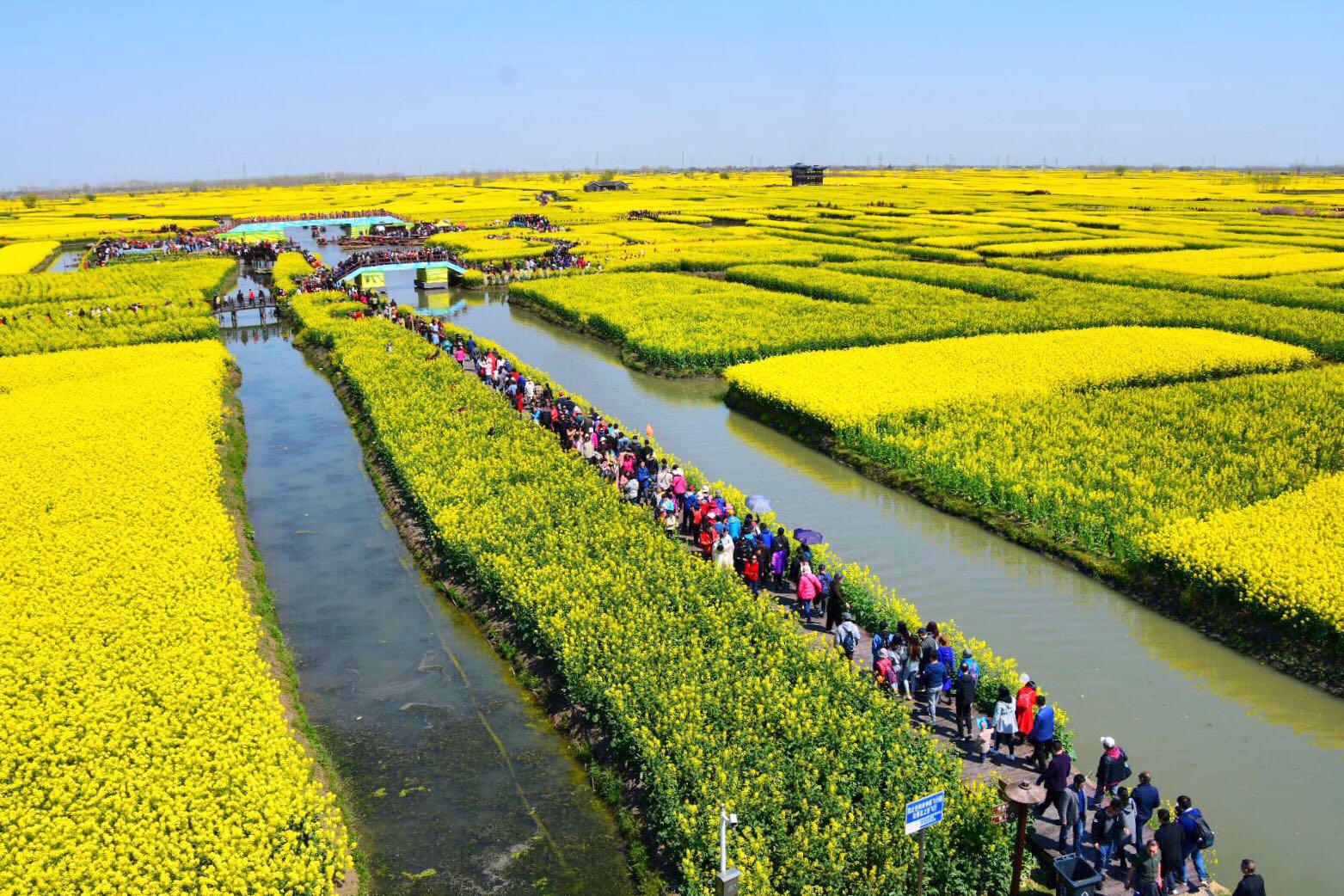 全球四大花海之一新化千垛油菜花海(原创)