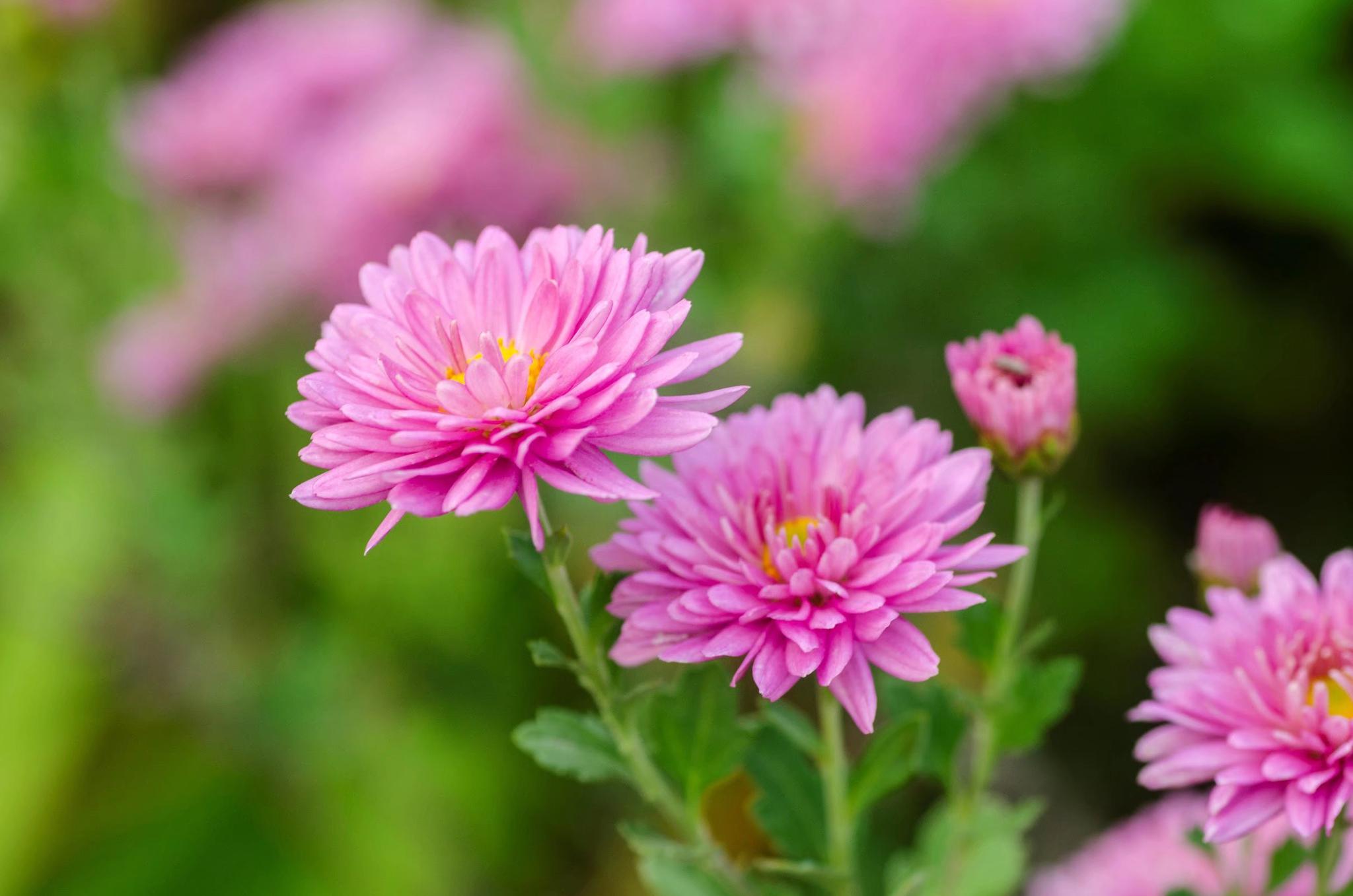 看寒菊随深秋的岁月丰盈成最美的诗行27图