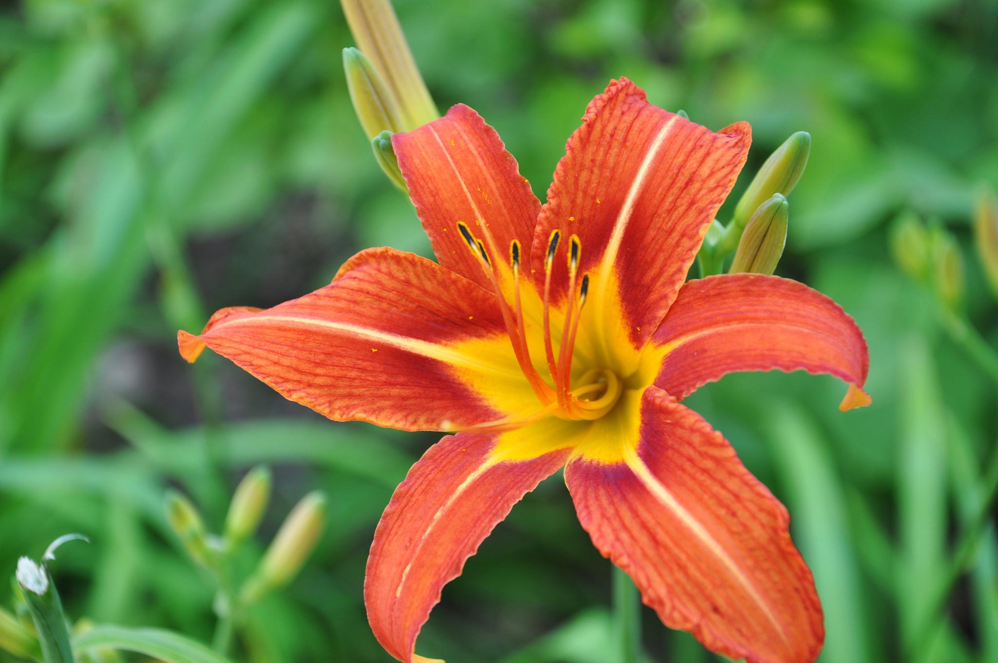 竞放的大花萱草