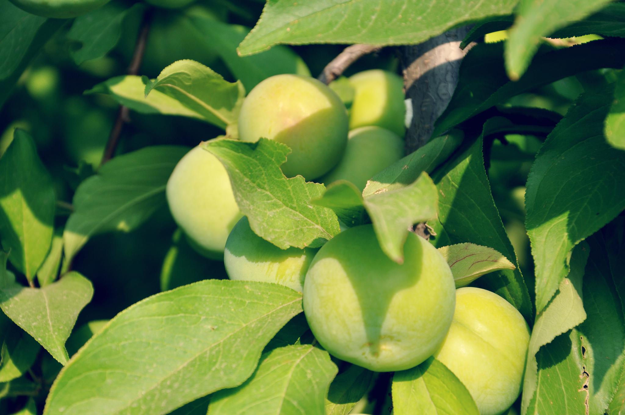 青涩的李子边走边拍