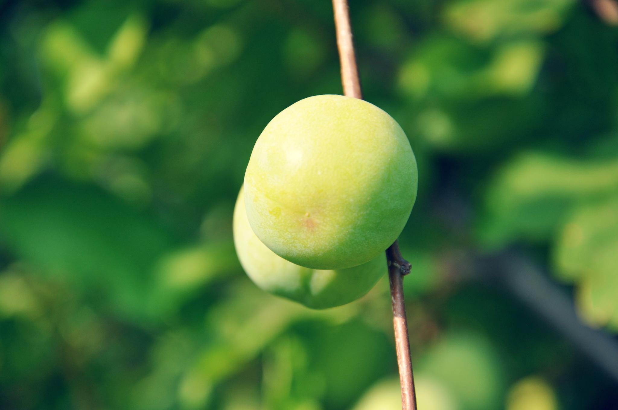 青涩的李子边走边拍