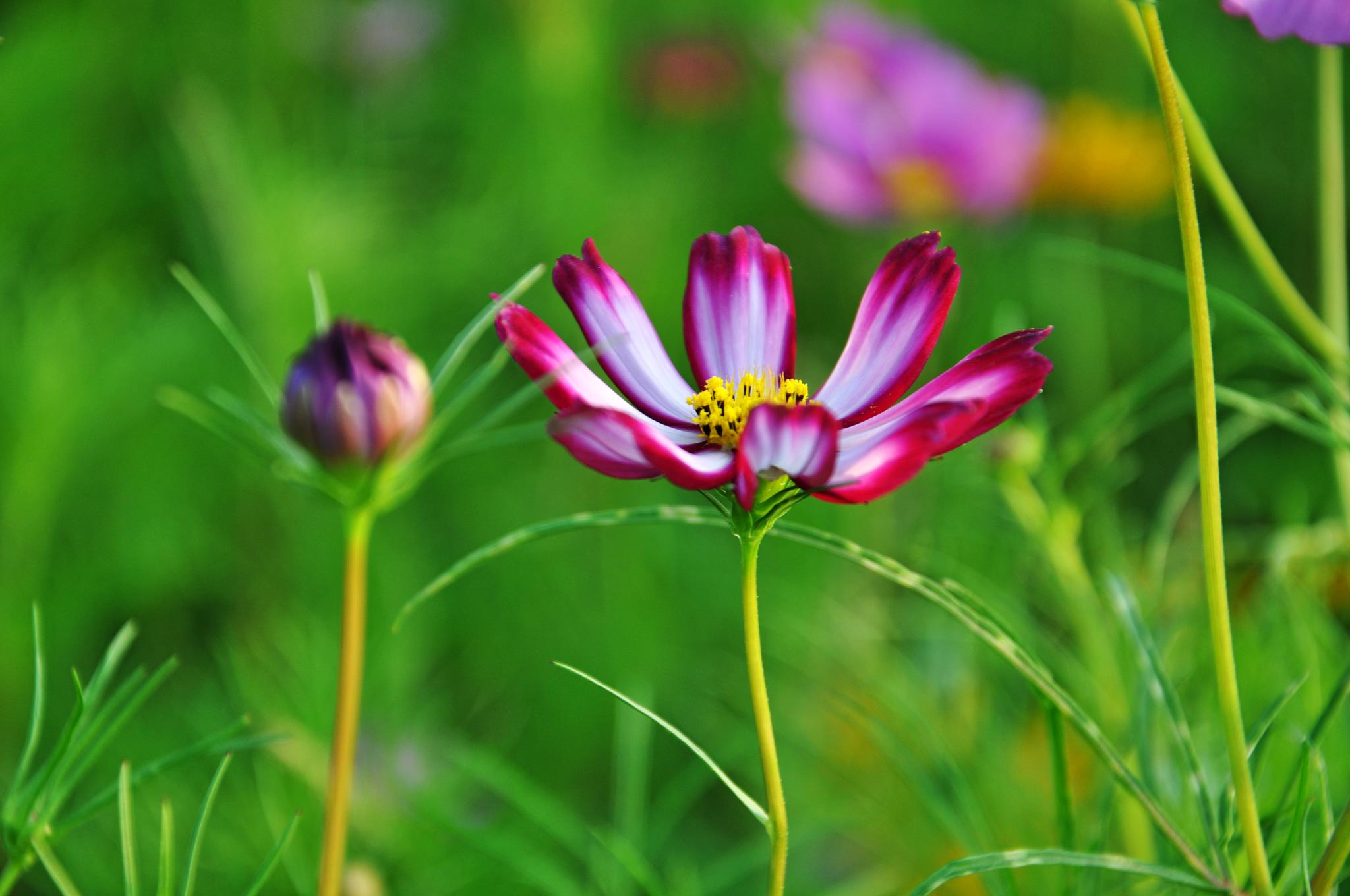 美好幸福的格桑花