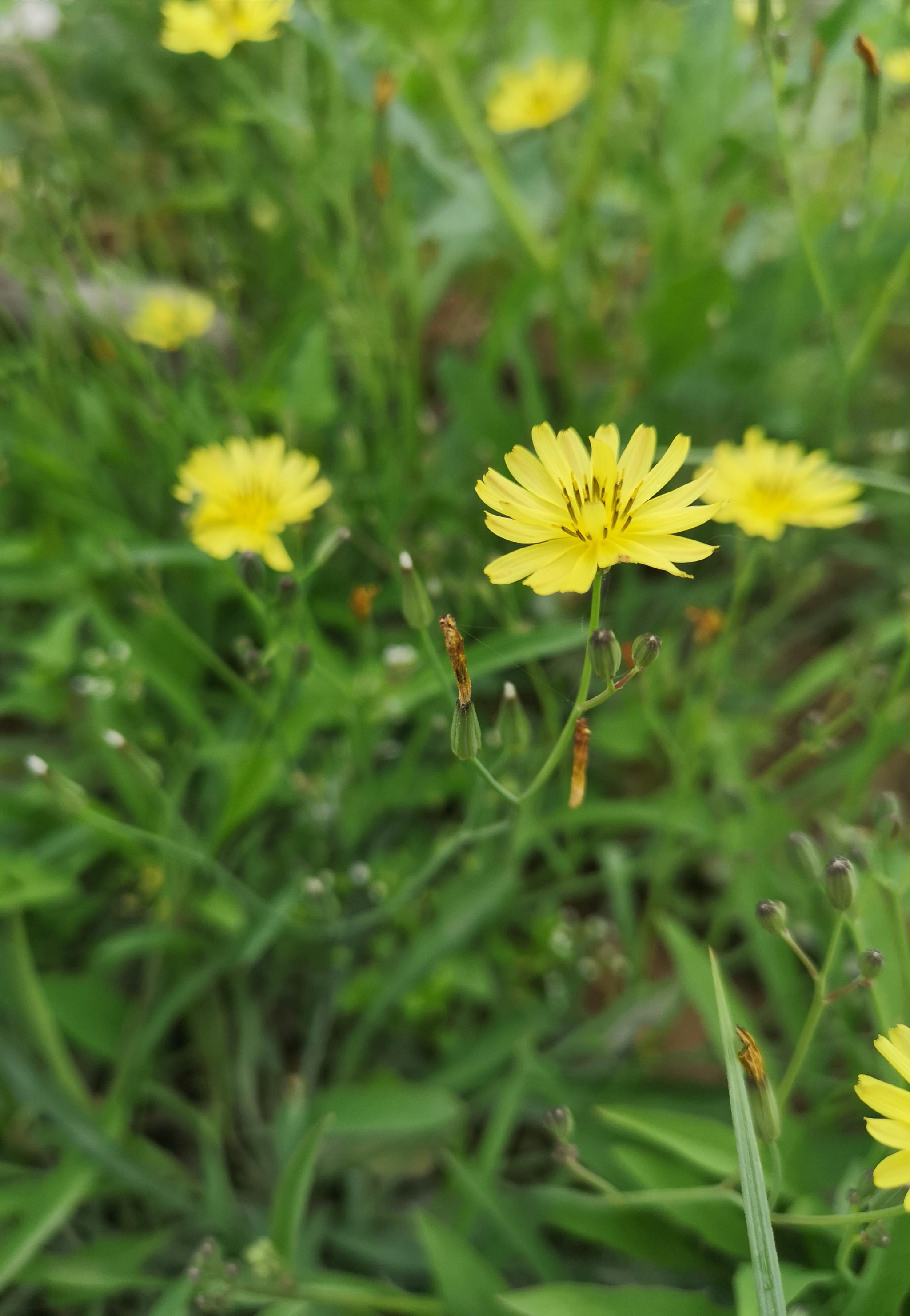 浅夏遇见清热解毒的野花中华小苦荬